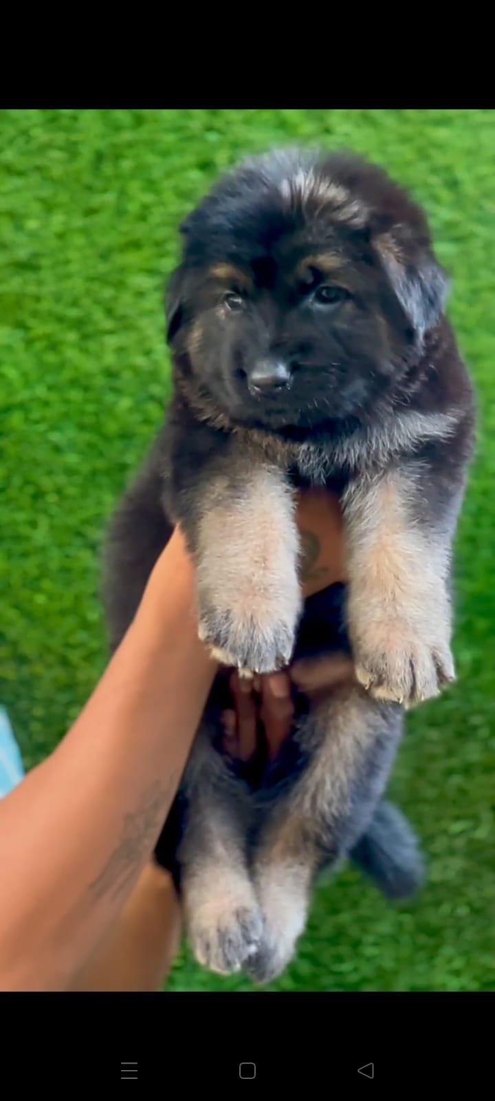 Buy lovable German Shepherd Puppy from Bangalore